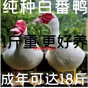 一斤白番鸭活体大种鸭子活物正宗红脸翻鸭黑翻鸭散养青年下鸡笼子