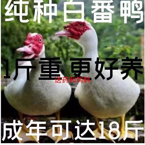 一斤白番鸭活体大种子物正