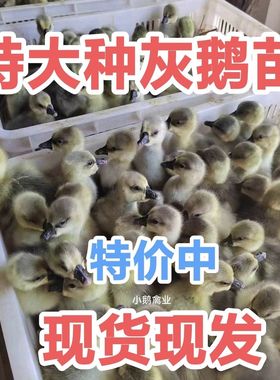 正宗大灰鹅活苗大雁鹅非狮头鹅大种纯灰活鹅苗纯种灰色小鹅苗