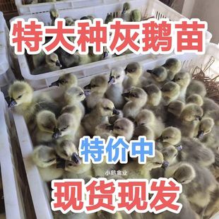 正宗大灰鹅活苗大雁鹅非狮头鹅大种纯灰活鹅苗纯种灰色小鹅苗