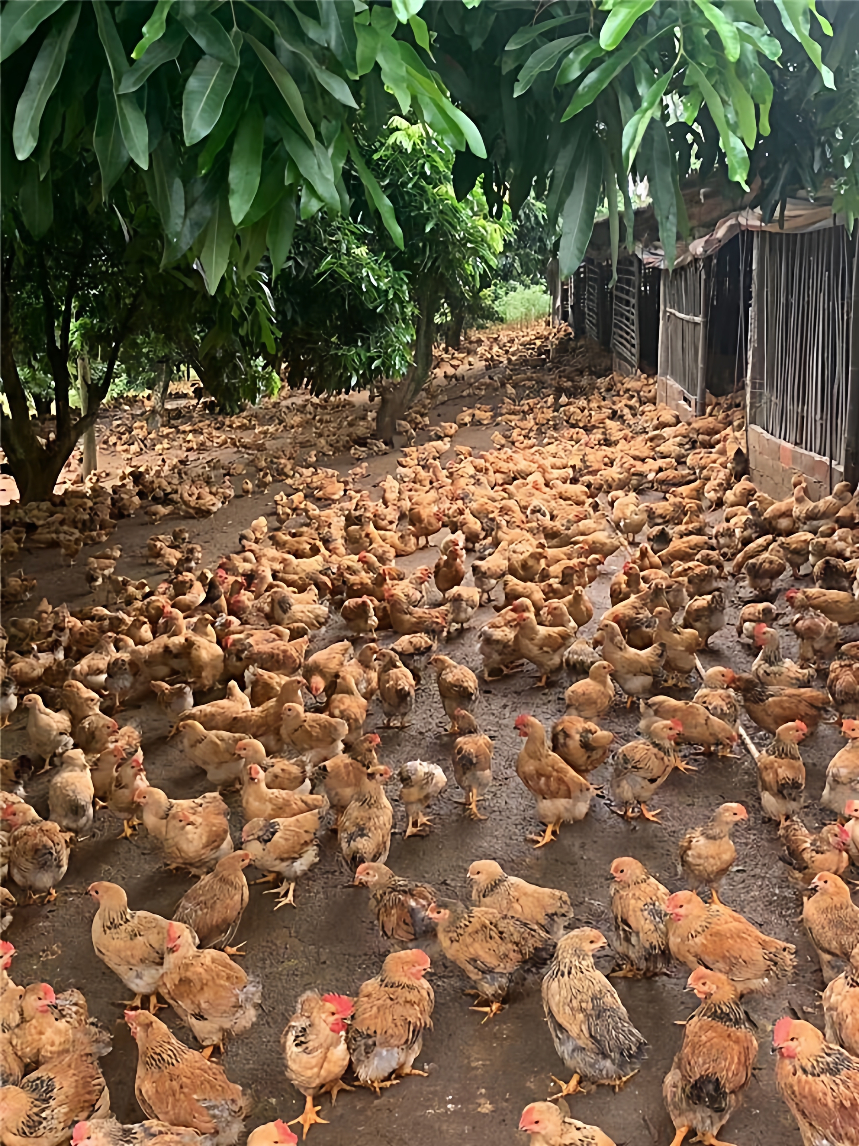 鸡苗散养土鸡苗活体小鸡仔