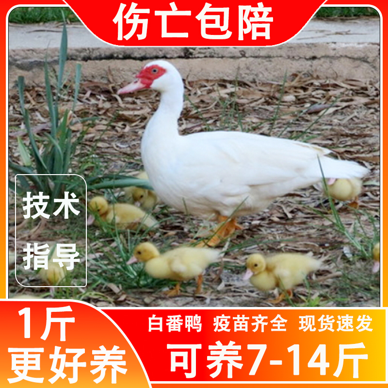 鸭活苗白番鸭一斤红头香鸭