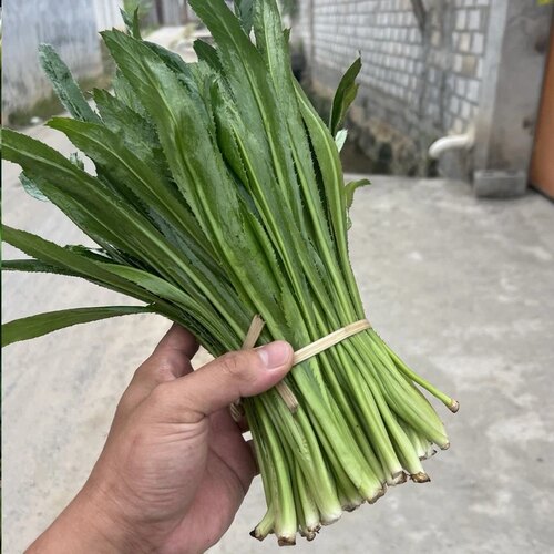 云南德宏新鲜调味芫荽香料新鲜绿色大香菜老缅芫荽大芫荽香菜