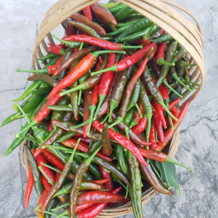 云南农家现摘当季青小米椒