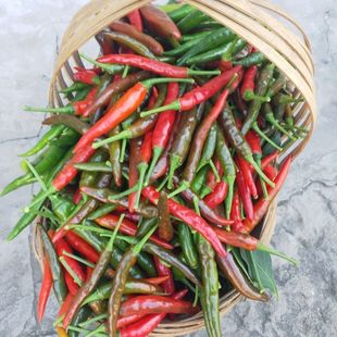 云南农家鲜辣椒小米椒青小米辣椒现摘鲜小尖椒当季辣椒