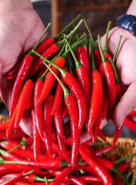 5斤装云南新鲜小米椒农家现摘指天椒剁椒泡椒特辣超辣鲜红辣椒