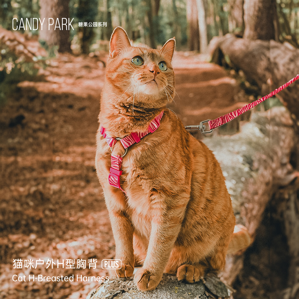 酷极猫绳外出猫咪牵引绳防挣脱幼猫牵引可调节遛猫背带工字型