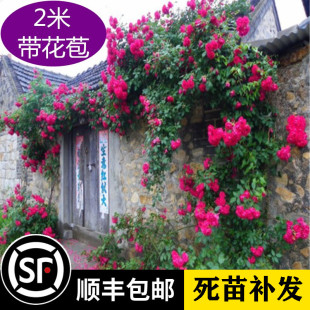 藤本月季 开花不断爬藤蔷薇庭院植物玫瑰花卉盆栽 花苗大花浓香四季
