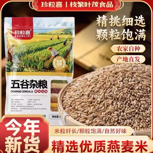云南优质燕麦米2025年新米农家糙米五谷杂粮胚芽生米燕麦粒粗粮