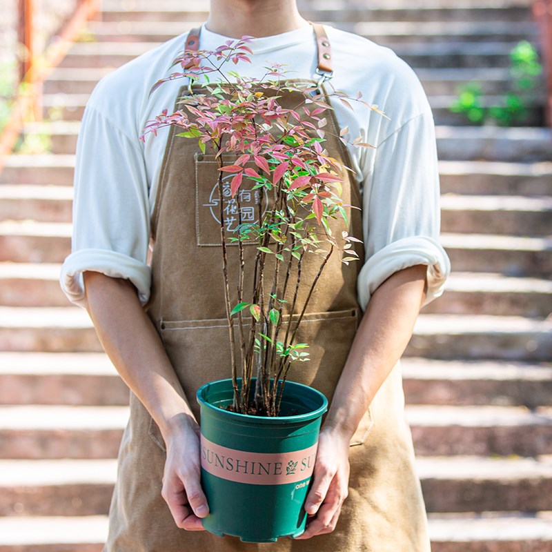 火焰南盆栽土培室内阳台室外老桩树苗红色观叶子植物花卉绿植