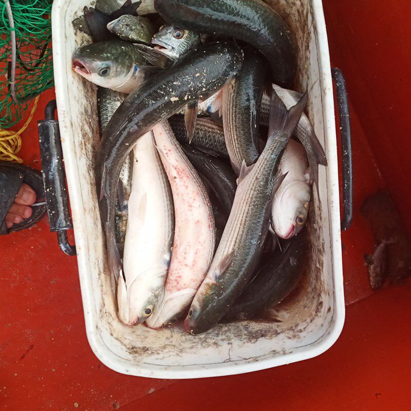 盏鬼钩乌头鱼海洋钓窝料鲻梭腥香打窝粉矶钓围钓垂钓