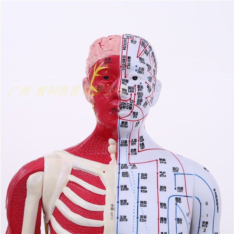 超清人体经络穴位针灸人男女人模人体模型半皮半肌肉骨骼解剖模型