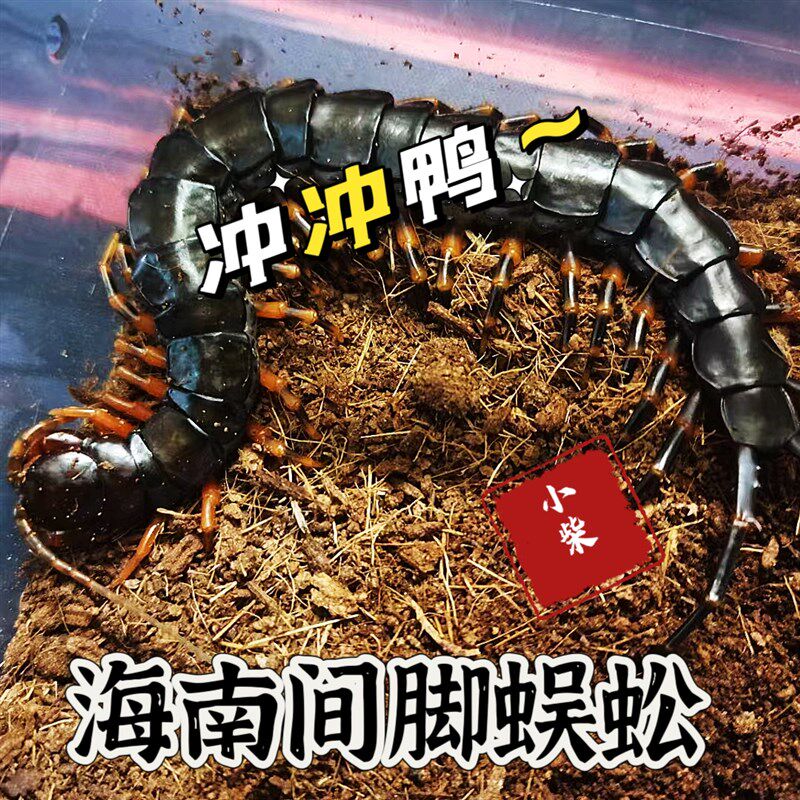 海南间脚泰国红龙越南巨人少棘多棘宠物异宠爬宠爬虫蜈蚣