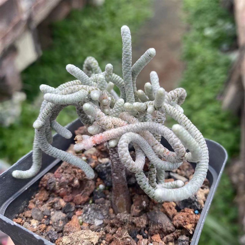 银蚕多物雪蚕仙人球实生整群整桩仙人掌多物好养可爱盆栽