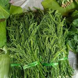 云南新鲜蔬菜臭菜傣族炒鸡蛋重口味泰国吃播网红菜