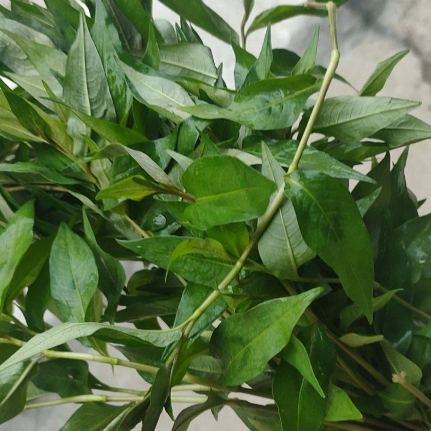云南特色 香柳叶 香辣柳 叻沙叶 鱼生草 傣味 泰国香料新鲜蔬菜 - 实物图