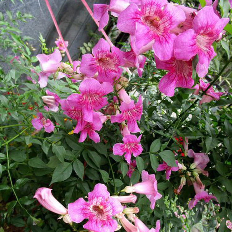 粉色凌霄花苗爬藤植物卉绿植庭院阳台攀援紫芸藤大苗