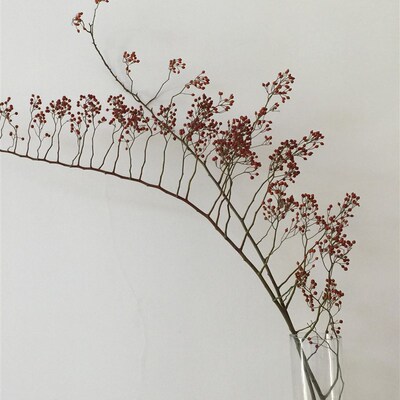 山归来 蔷薇果鲜切枝条鲜新家养鲜沪江浙花扎水养绿植周期长