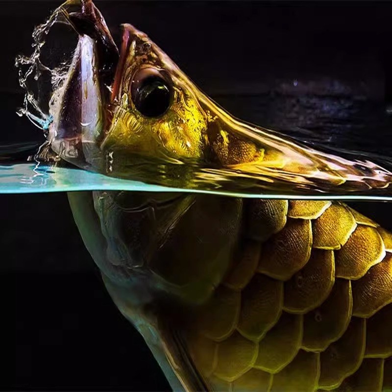 红龙七彩银龙鱼金龙鱼活鱼龙鱼稀罕观赏鱼鱼苗宠物幼苗热带鱼活鱼