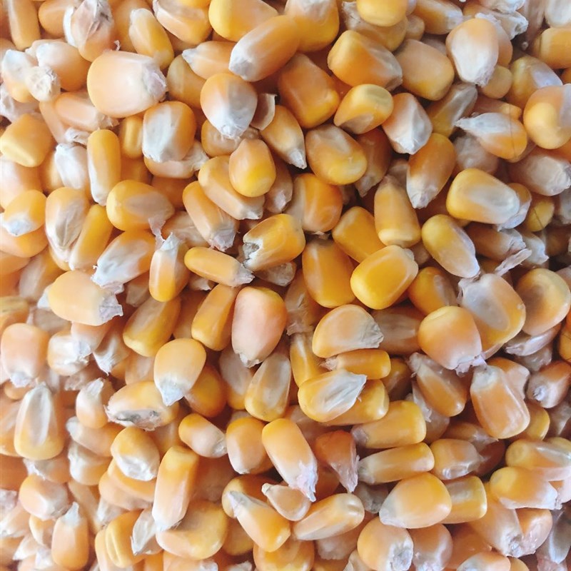 2020粮农家20斤装玉米粒鸽子粮酿酒鸡鸭鹅等饲料打窝喂鱼19省