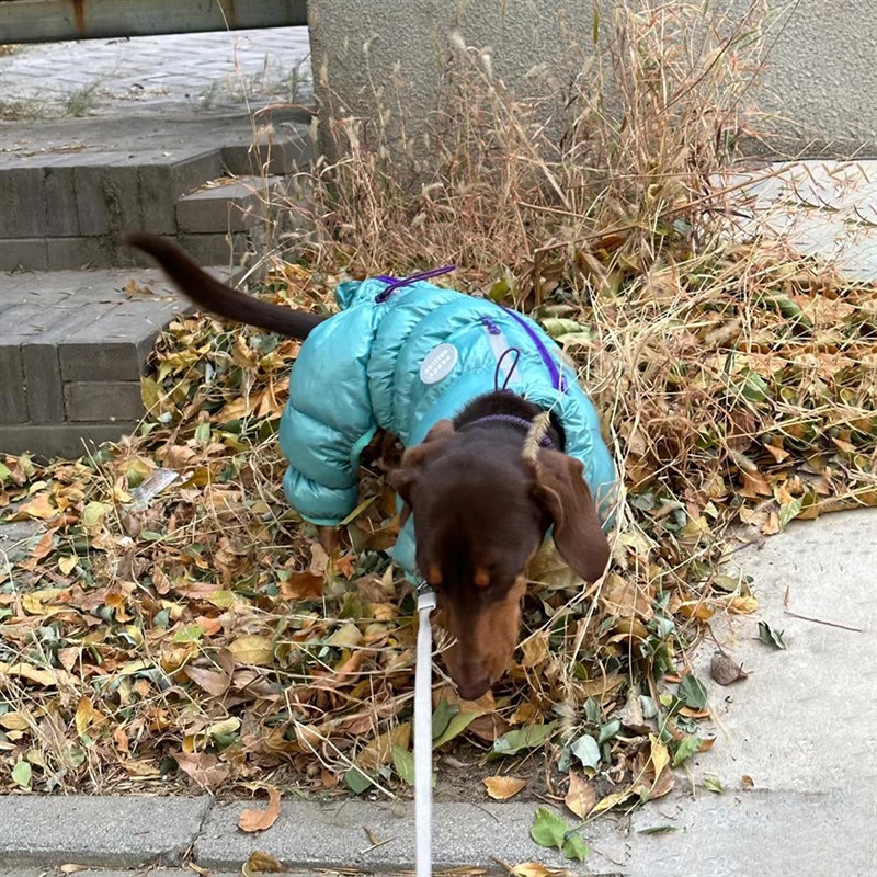 腊肠犬衣服小狗狗棉服泰迪肠仔宠物秋冬装冬天穿猫咪保暖棉衣