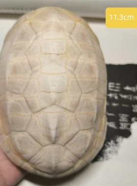 龟壳雕刻天然真乌龟壳龟甲骨学生描绘涂色脱皮文教用品