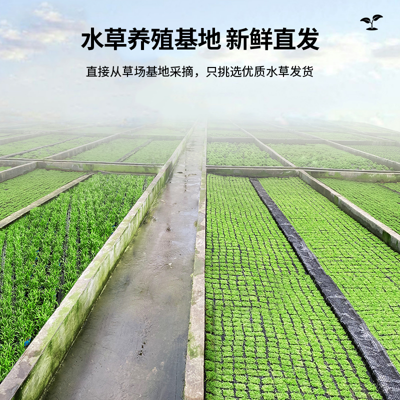 水草鱼缸植物净水水培红绿宫廷造景懒人坨草天空之城水生真水草