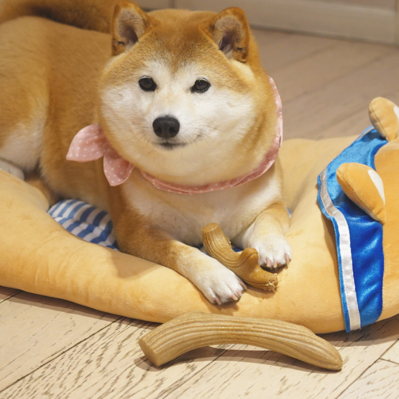 沙丘猫狗狗磨牙神器宠物用品耐咬中型犬柯基泰迪木塑鹿角柴犬玩具