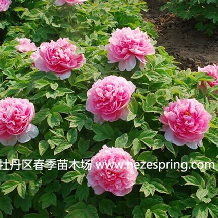 牡丹大王 贵妃插翠 正宗重瓣花盆庭院菏泽牡丹花苗 秋季发货