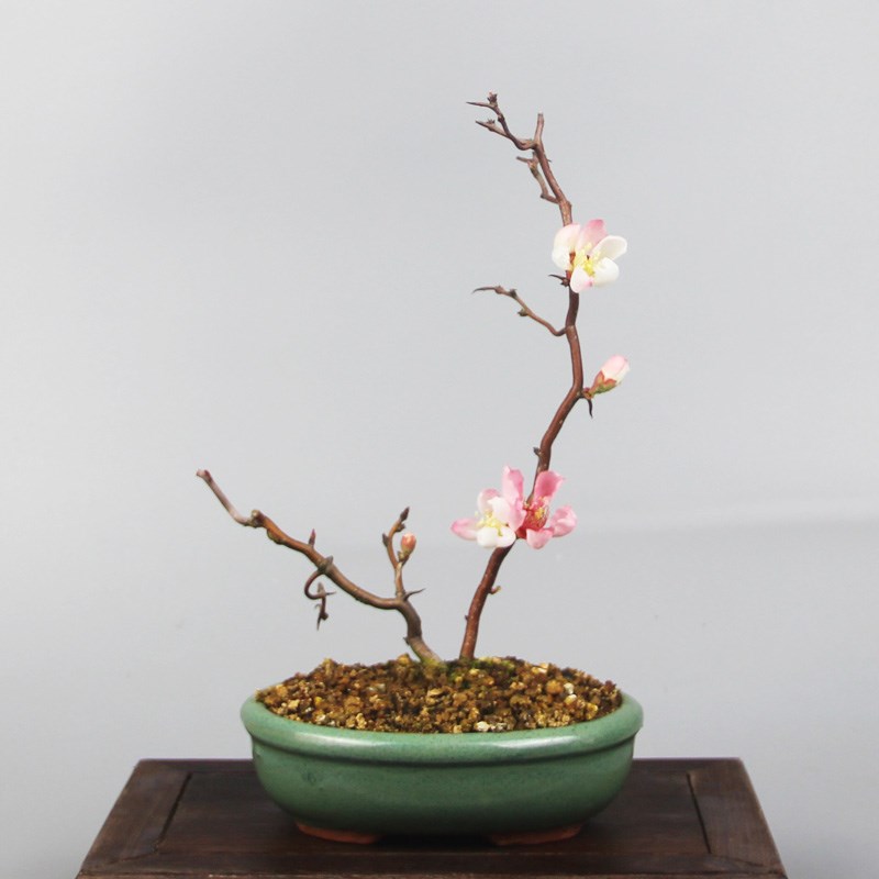 海棠复色花海棠一物一拍一手托拇指盆微盆景素材绿植