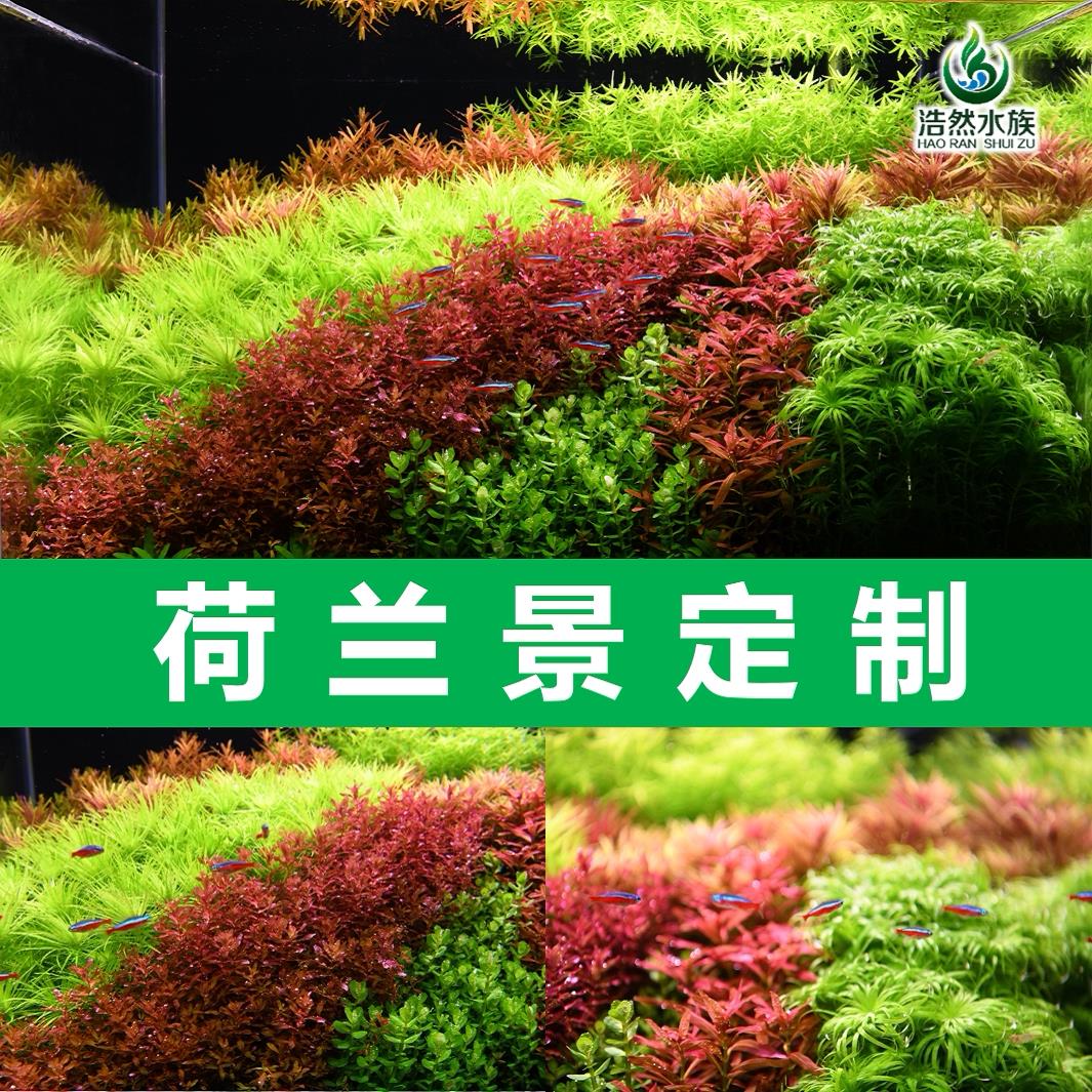 荷兰景套餐打头水草套餐草缸造景水下叶懒人水草宫廷趴地浩然水族