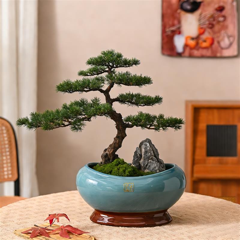 中式陶瓷花盆家用特大号口径椭圆形竹子发财树小叶簕竹专用盆景盆