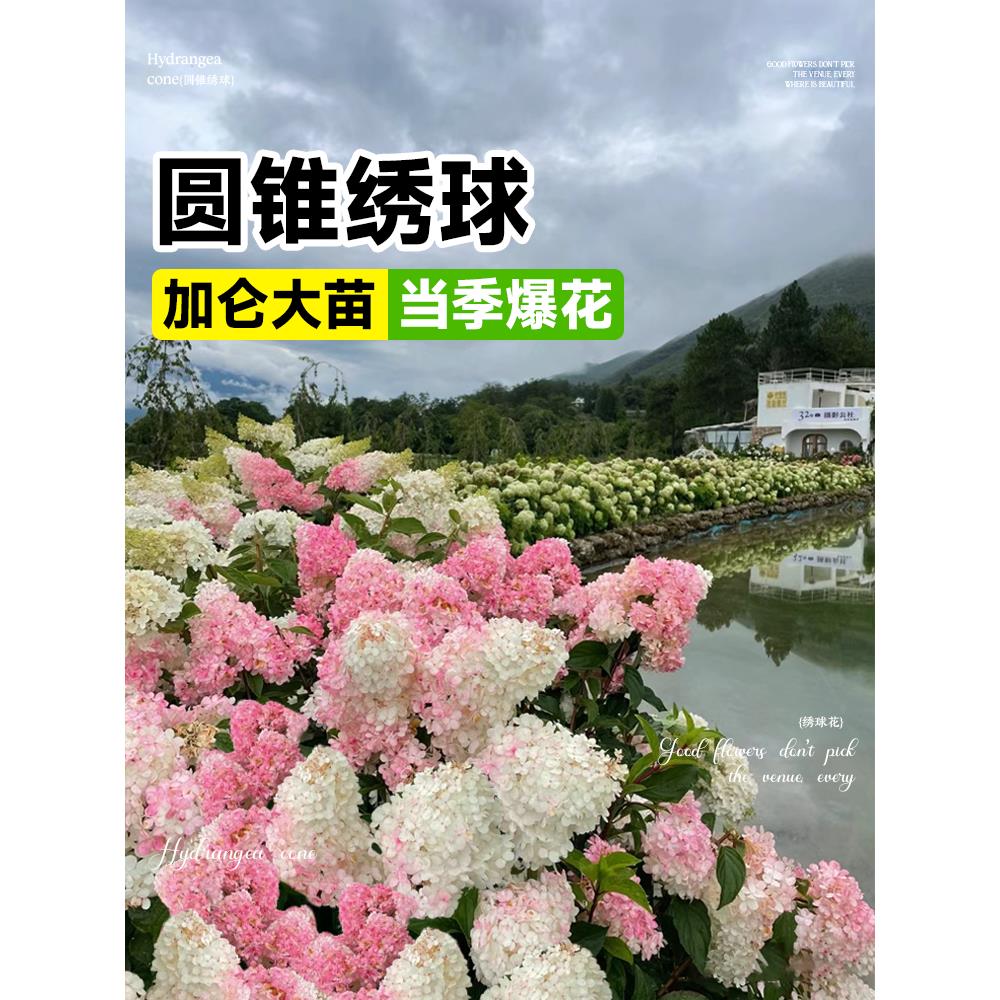 圆锥绣球花苗香草草莓夏日美人四季大苗花卉室外庭院植物盆栽开花