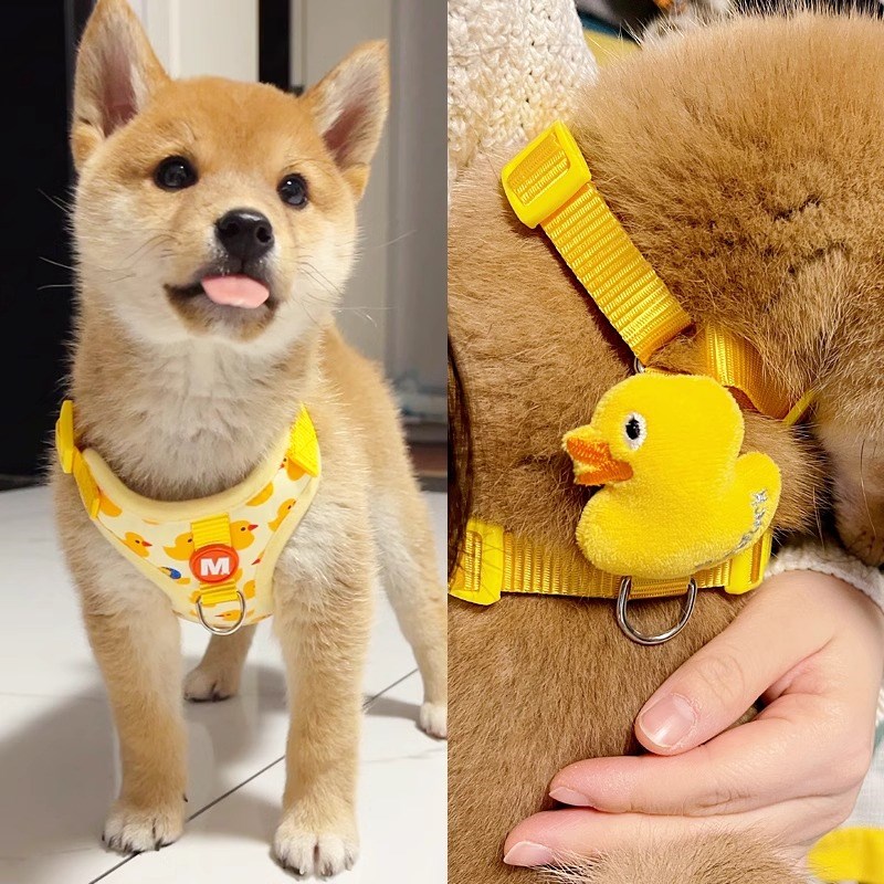 宠物狗狗绳子牵引绳狗链 遛狗 胸背带小型犬泰迪外出拴狗比熊幼犬