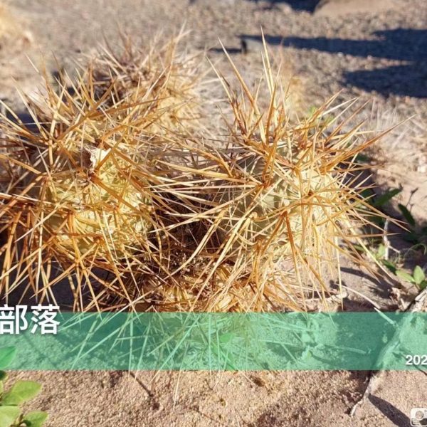 金刺习志野仙人球产地种源籽播实生强刺黄刺大型种团扇习蛋蛋