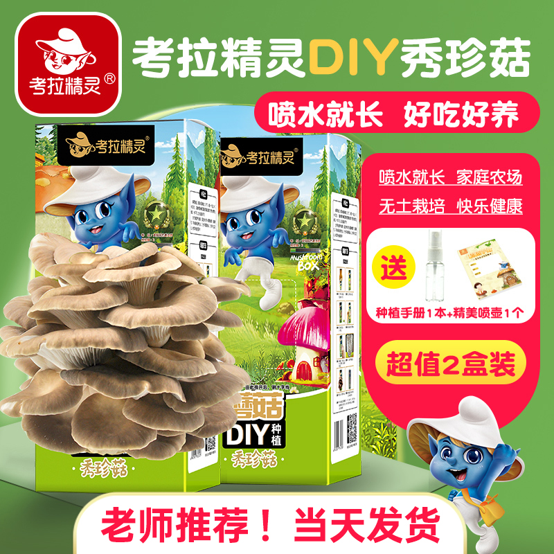 蘑菇种植包盒子可食用菌包家种平菇diy家庭阳台种植观察儿童盆栽