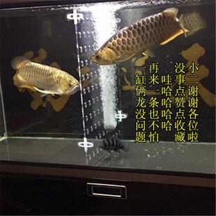 鱼缸隔离板亚克力隔离板鱼缸隔离网盒亚克力隔板鱼苗隔离网隔离板