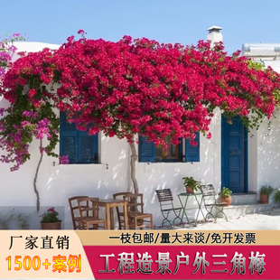 仿真三角梅 婚庆装饰大型景观造景酒店室外酒吧装饰造景樱花枝条