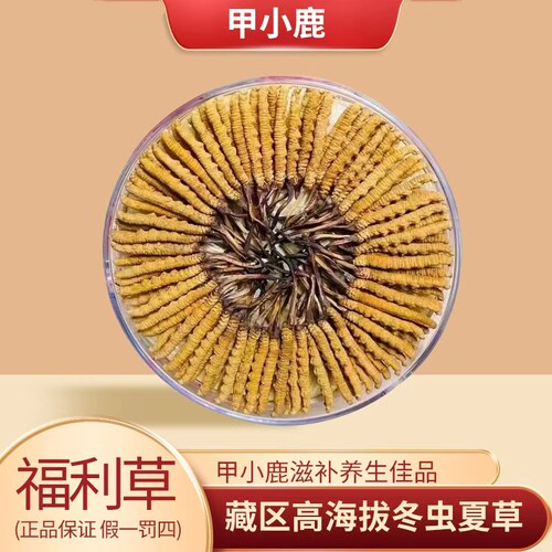 甲小鹿【福利草】青海高海拔虫草正宗冬虫夏草