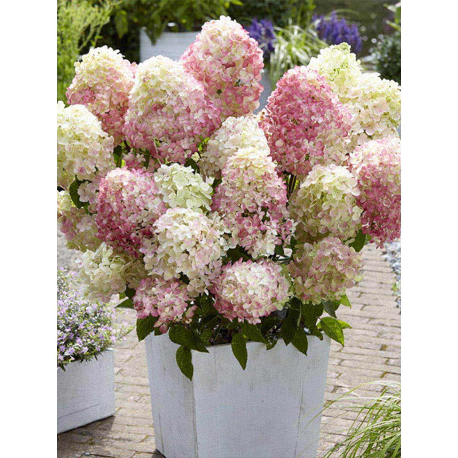 圆锥绣球花苗魔幻月光石灰灯香草草莓八仙花盆栽花卉阳台花园植物