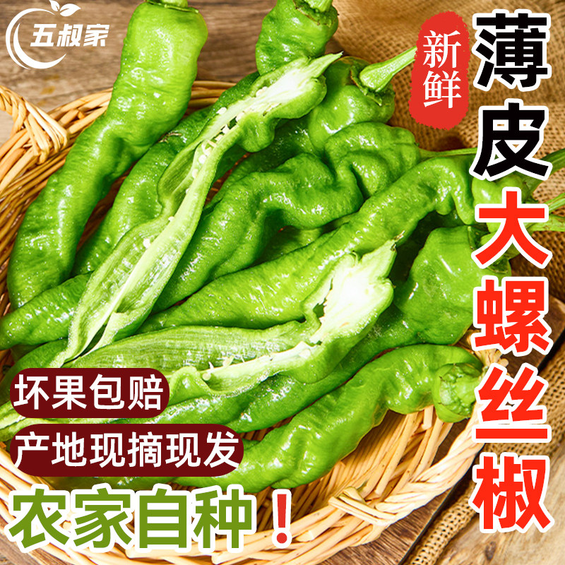薄皮大螺丝椒新鲜香辣皱皮辣椒新鲜山东农家自种现摘螺旋尖椒当季