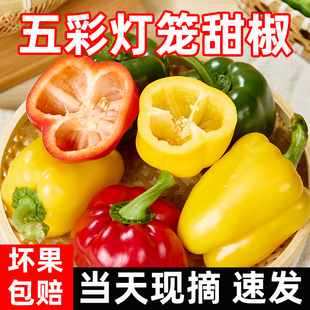 新鲜水果彩椒生吃七彩辣椒灯笼甜椒寿光蔬菜青小米圆辣椒蔬菜包邮