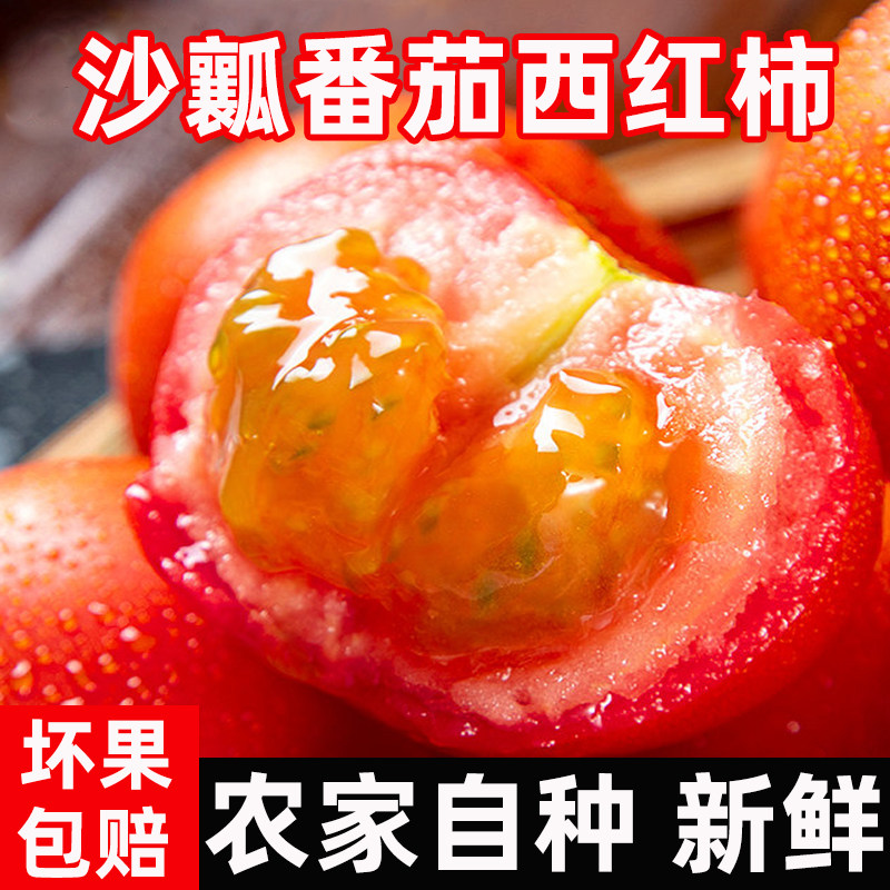 新鲜西红柿沙瓤农家自种自然熟现摘老品种生吃水果大番茄柿子蔬菜