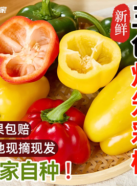 彩椒新鲜生吃水果青椒三色灯笼甜椒柿子椒小米圆辣椒寿光农家种植