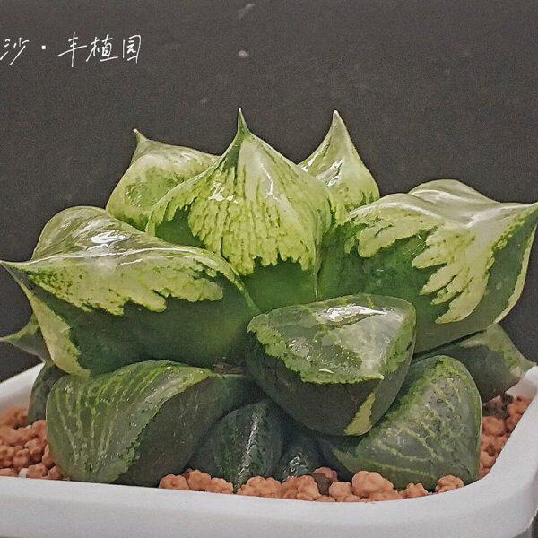 裹般若寿沣植园多肉植物瓦韦十二卷全窗超大12cm北窗三杰窗台绿植