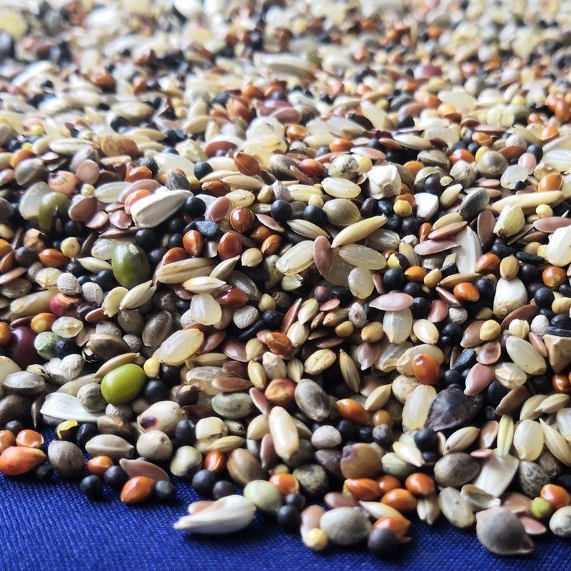 赛动力魔鬼鸽粮赛鸽信鸽观赏鸽肉鸽子育雏精细饲料鸟食5斤装