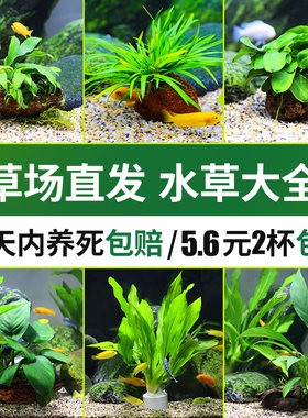 蜈蚣绿菊莫斯火山石定植懒人水草鱼缸造景小水榕瓦利斯榕巴榕沉木