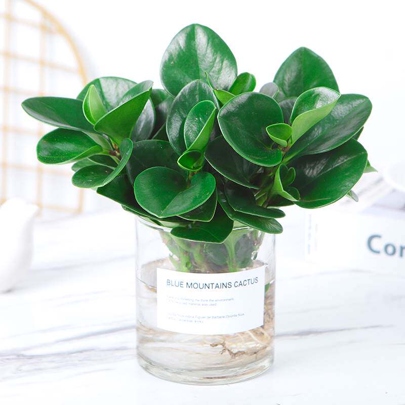 水培植物豆瓣绿盆栽四季常青室内碧玉好养净化空气办公室桌面绿植