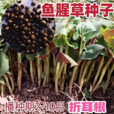 鱼腥草种子四季播种2-10月种植庭院阳台盆栽果树苗