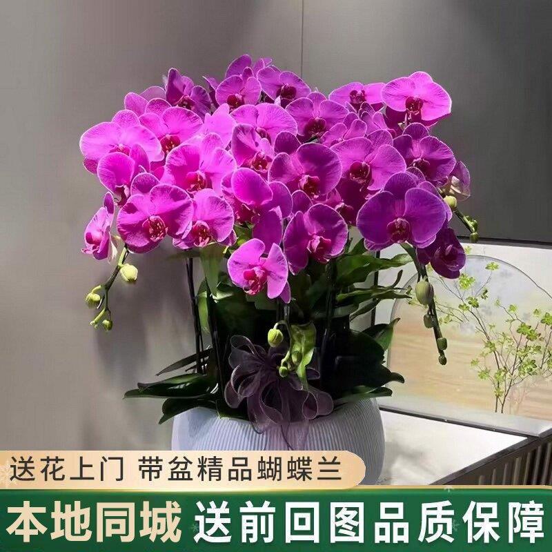 泰安同城鲜花真蝴蝶兰盆栽开业乔迁年宵花卉新泰肥城宁阳东平配送